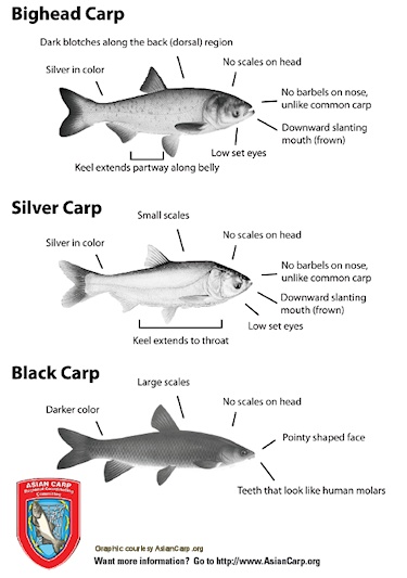 Asian carp illinois river
