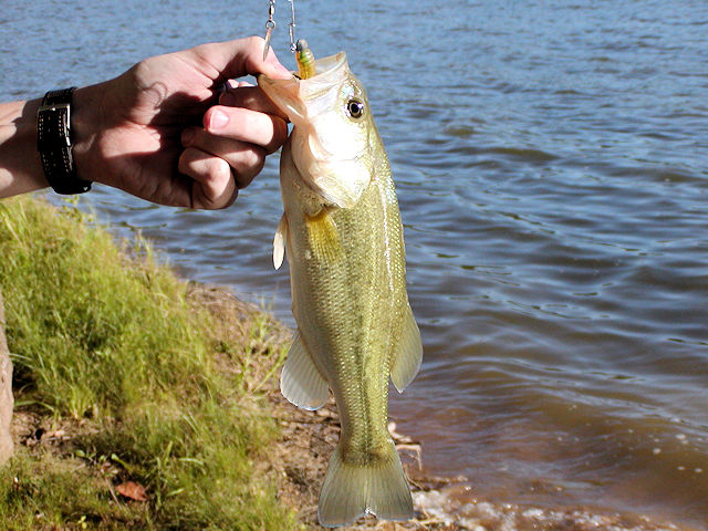 Kentucky Lake, Lake Barkley Bank Fishing Tips