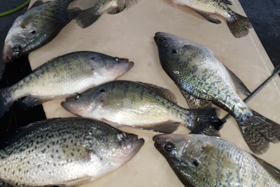 Crappie time is here - Kentucky Department of Fish & Wildlife