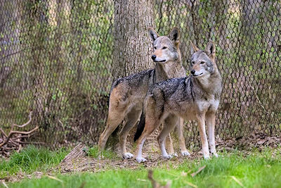 Wolf Week at Woodlands Nature Station